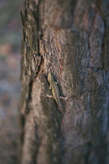 Lizard on a tree