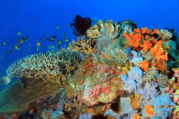 Naklejka na ściany i meble The Pristine and Colorful Coral Reefs of Komodo, Indonesia
