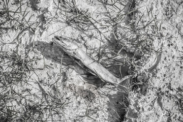 Dried carcass of dead fish on dried bed of wetland during severe drought in Thailand