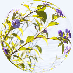 Fototapeta na wymiar Fisheye of some violets in a park in summer