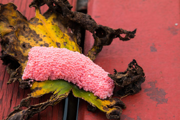 Closeup Eggs of Golden apple-snail