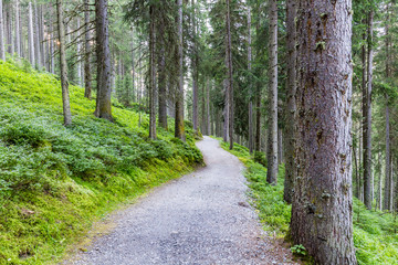 Forest Road Under Sunset Sunbeams. 