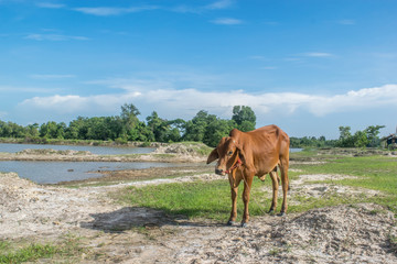 Fototapeta na wymiar The cow in the field After harvest In Southeast Asia, thailand