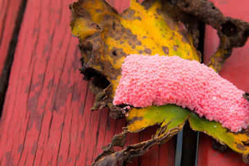 Closeup Eggs of Golden apple-snail