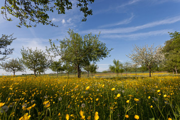 Fototapeta premium dreamy, beautiful spring meadow with dozens of yellow flowers in