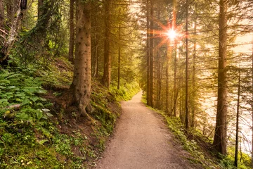 Foto op Plexiglas Wandelpad in het bos in de ochtend met prachtige zonnestralen. © daliu