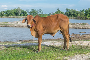The cow in the field After harvest In Southeast Asia, thailand