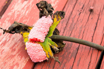 Closeup Eggs of Golden apple-snail