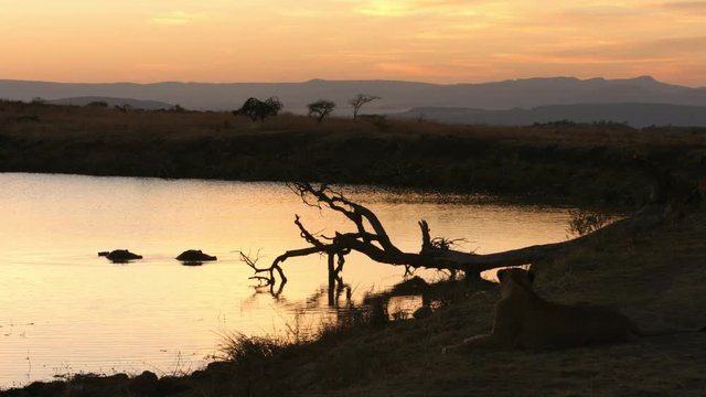 Early morning with lion sitting next to waterhole watching hippos swimming in water.