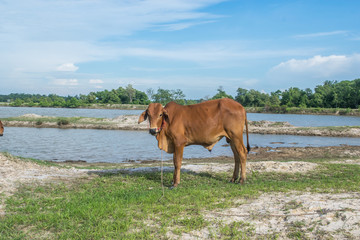 The cow in the field After harvest In Southeast Asia, thailand
