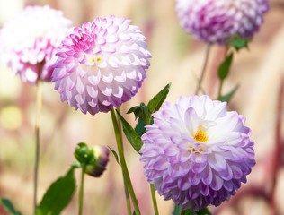 prächtige Dahlien