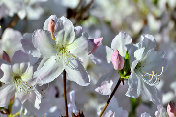 Fototapeta premium Beautiful flowers rhododendron closeup