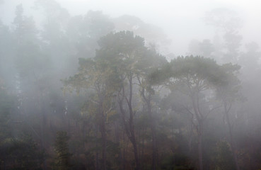 Morning Fog 1, Cambria