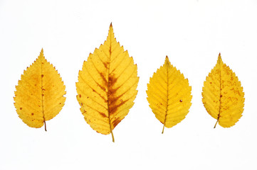 autumn yellow leaves isolated on white background