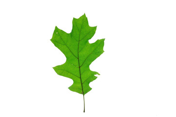green oak leaf isolated on white background