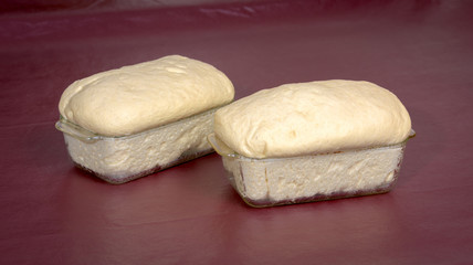 Bread dough rises in glass loaf pans