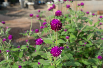 Globe amaranth (Gomphrena globosa) beauty flowers in Thailand