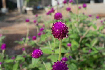 Globe amaranth (Gomphrena globosa) beauty flowers in Thailand
