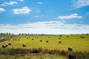 field with straw bales