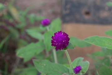 Globe amaranth (Gomphrena globosa) beauty flowers in Thailand
