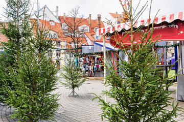 Fototapeta na wymiar Livu square with Christmas trees in old town in Riga