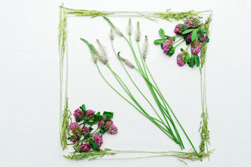 Frame with clover and field grass on white background