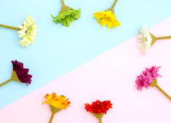 Colorful flowers frame on blue and pink background flat lay, top view