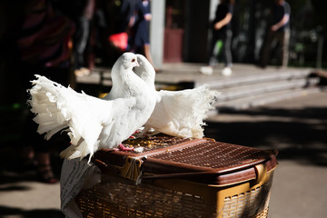 Two white fluffy doves on the basket 