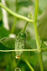 green cucumber on a  branch 