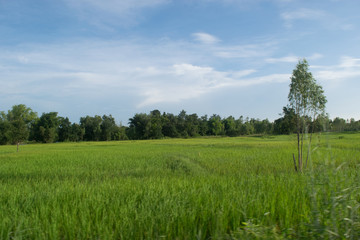 Fototapeta na wymiar Rice field ,Thailand.