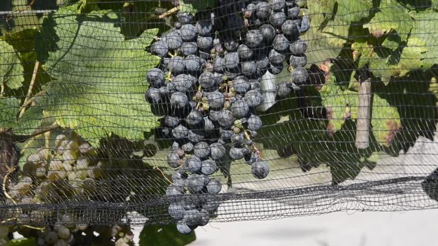 Tuča Hail Granizo Grad Mưa đ&aacute; 冰雹 Rae Rete Hael برد Dolu antigrandine Град هطول Grandine Vigneto ลูกเห็บ Hagel Vineyard