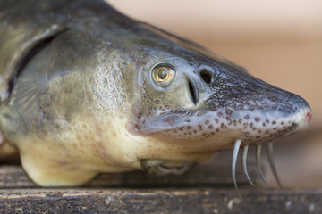 Close up view of sturgeon fish head