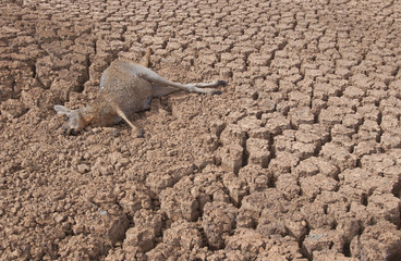Drought in  Australia,  kills thousands of kangaroos .