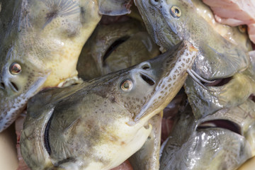 Close up view of sturgeon fish pieces background. Ready for cooking