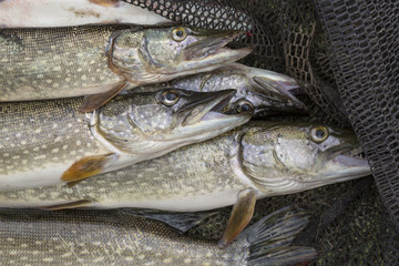 Fishing concept. Pikes in black net