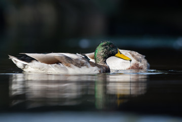 Mallard, Duck, Anas platyrhynchos - Male.
