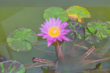 Lotus flower with green lotus leaf blurry background:Close up,se