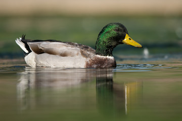 Mallard, Duck, Anas platyrhynchos - Male.