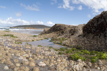  Barnacles cover the rocks at Anna Bat, New Sourh Wales, Australia.