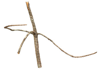 dry dead branch isolated on white background