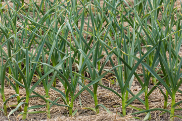 Garlic Plants