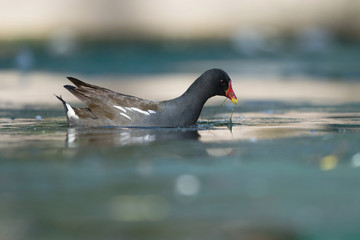 Common Moorhen, Moorhen, Gallinula chloropus