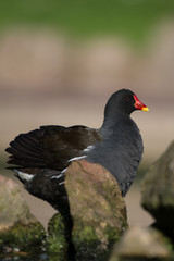 Common Moorhen, Moorhen, Gallinula chloropus