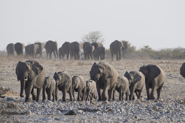 Africa Namibia , Etosha National Park. A big herd of Elephants heading for a waterhole.