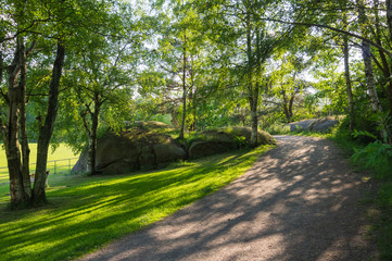 Skogsdungen med gångvägen