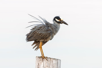 A heron airing out its wings on a post.
