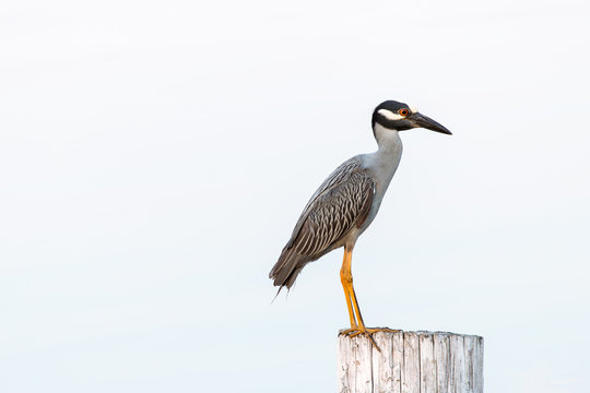 A heron in profile isolated on a post.