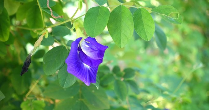 Beautiful Blue Pea flower 
