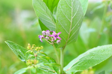 Calotropis giantea