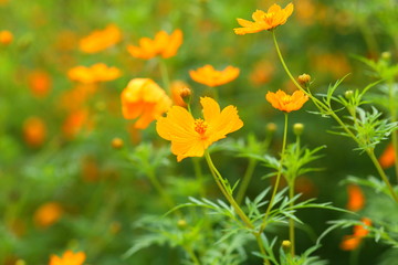 Orange flowers